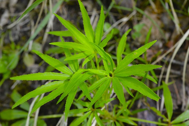 Helleborus viridis