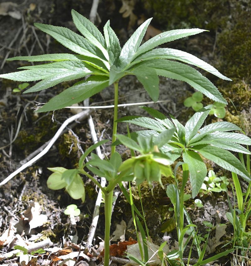 Helleborus viridis