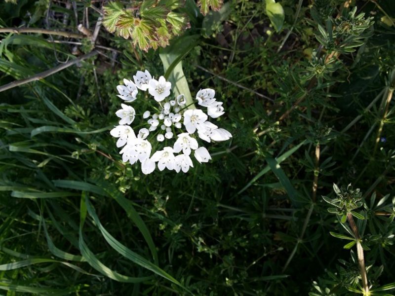 Allium sp.