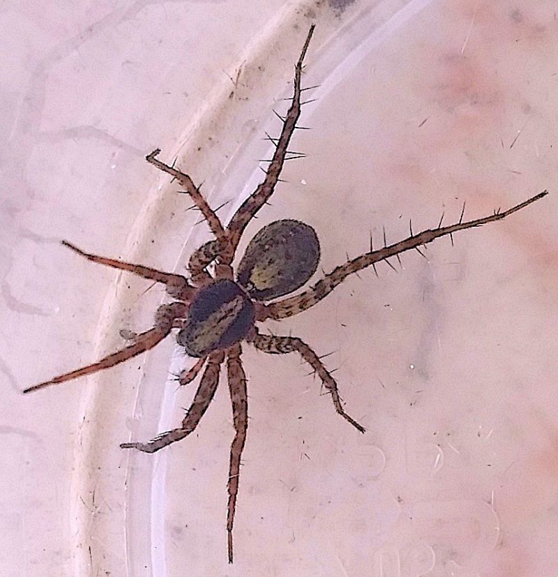 Pardosa lugubris?....Pardosa gr. lugubris - Rimini (RN)