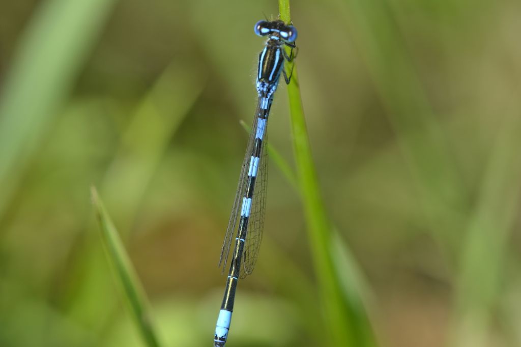 Coenagrion puella, maschio? ... no, Coenagrion scitulum