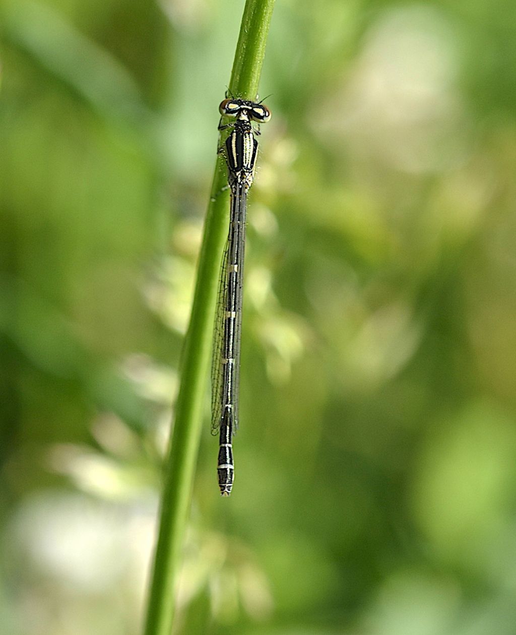 Coenagrion puella, maschio? ... no, Coenagrion scitulum