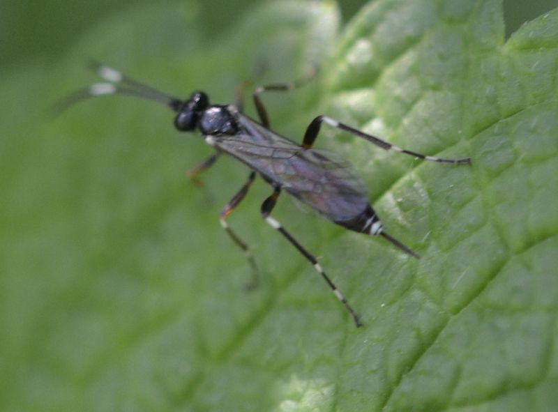 Ichneumonidae Cryptinae