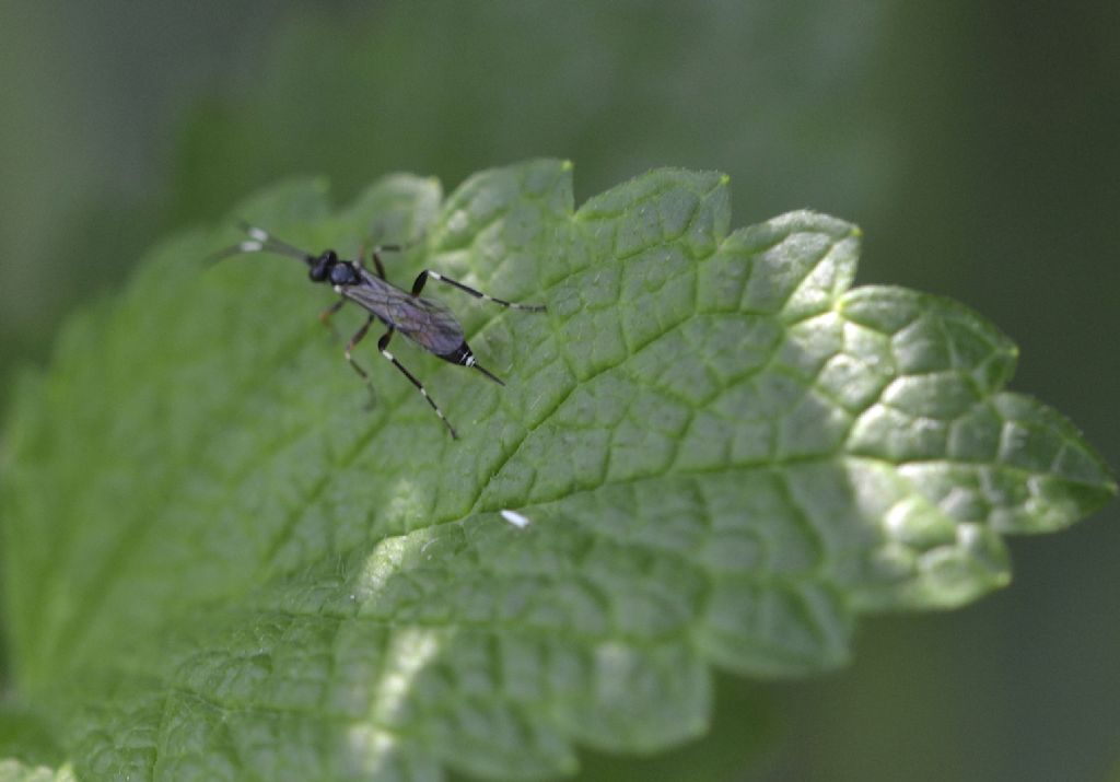 Ichneumonidae Cryptinae