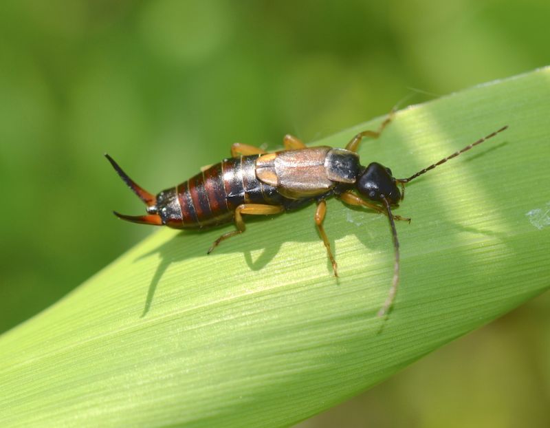 Forficula auricularia?  S, femmina