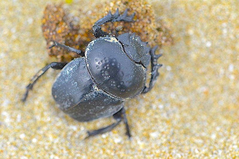 Scarabaeus (Ateuchetus) semipunctatus (Fabricius, 1792)