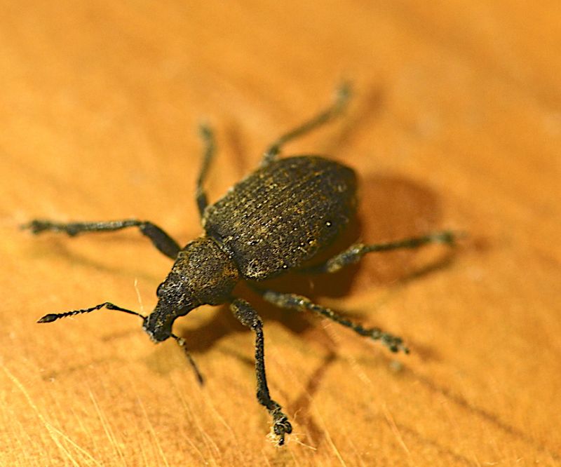 Curculionidae da ID