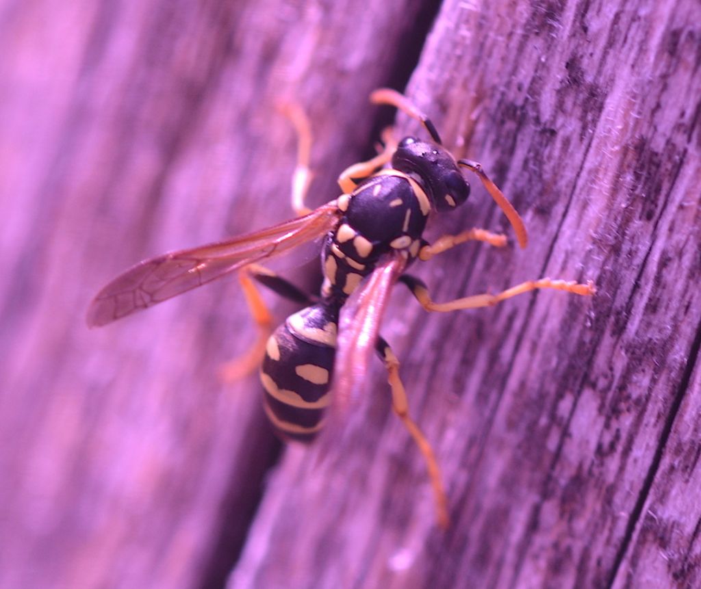 Polistes sp