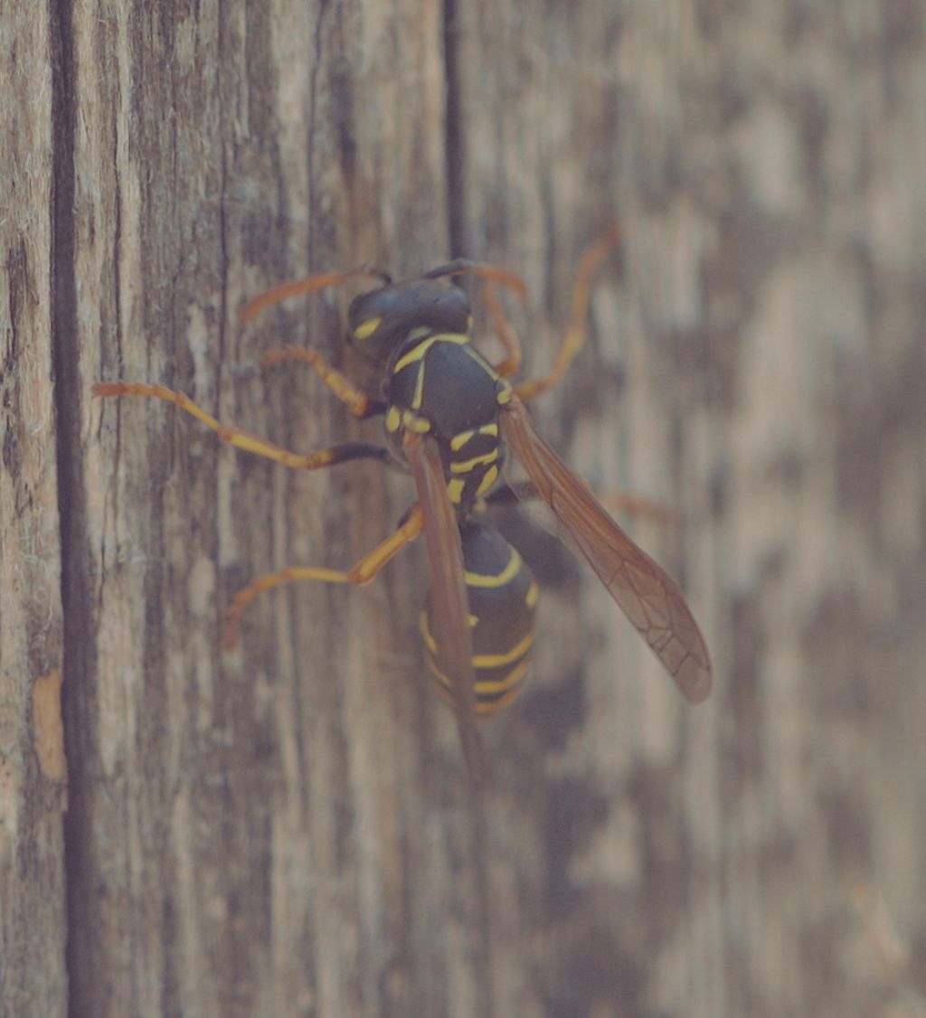 Polistes sp