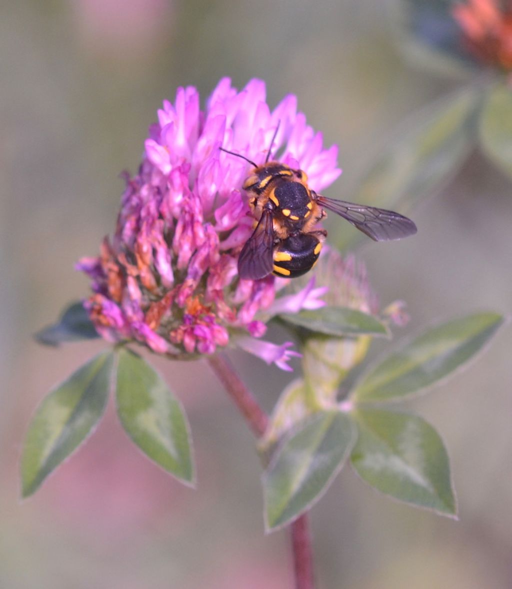 Anthidium cfr. florentinum (Apidae Megachilinae)