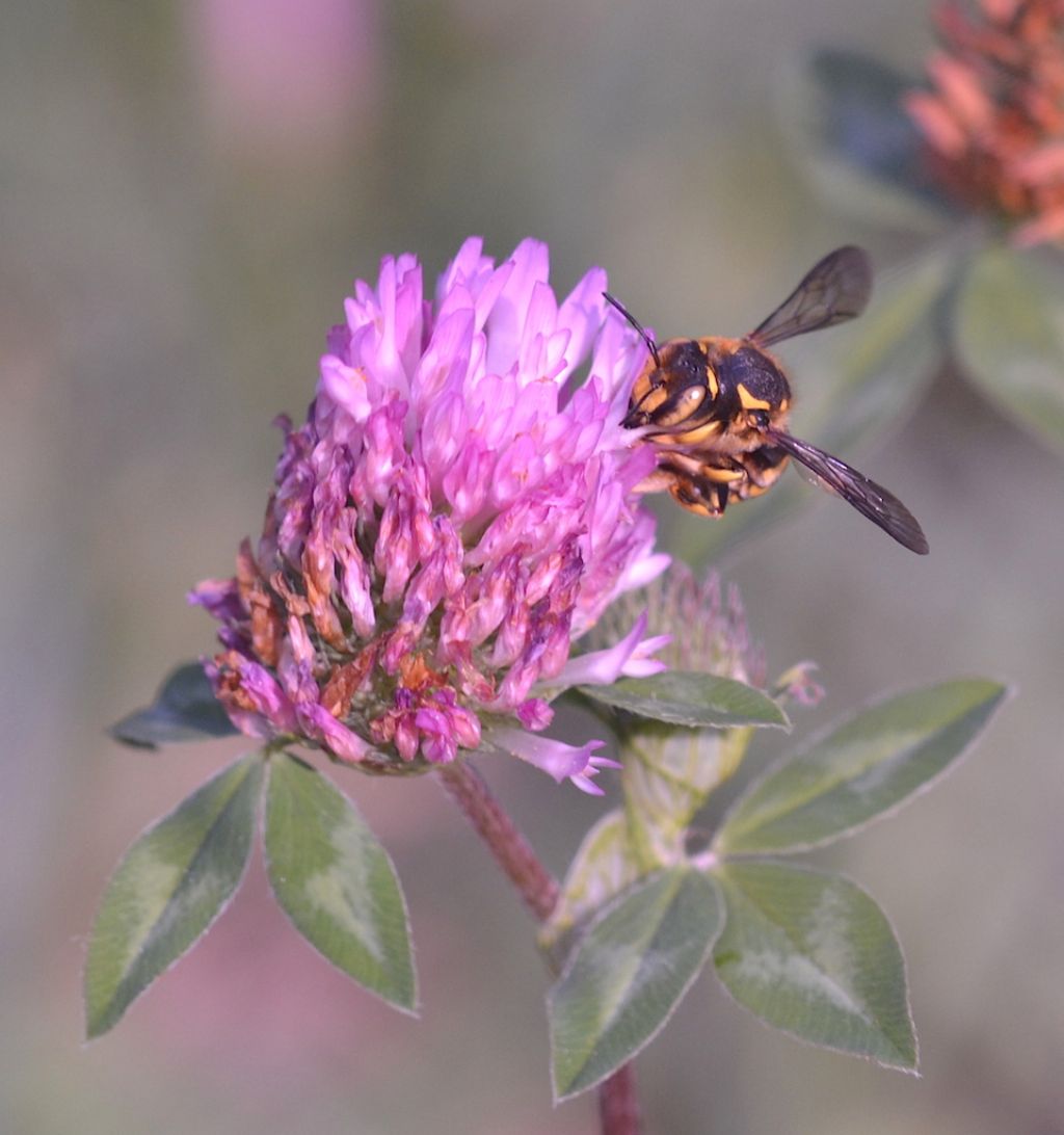 Anthidium cfr. florentinum (Apidae Megachilinae)