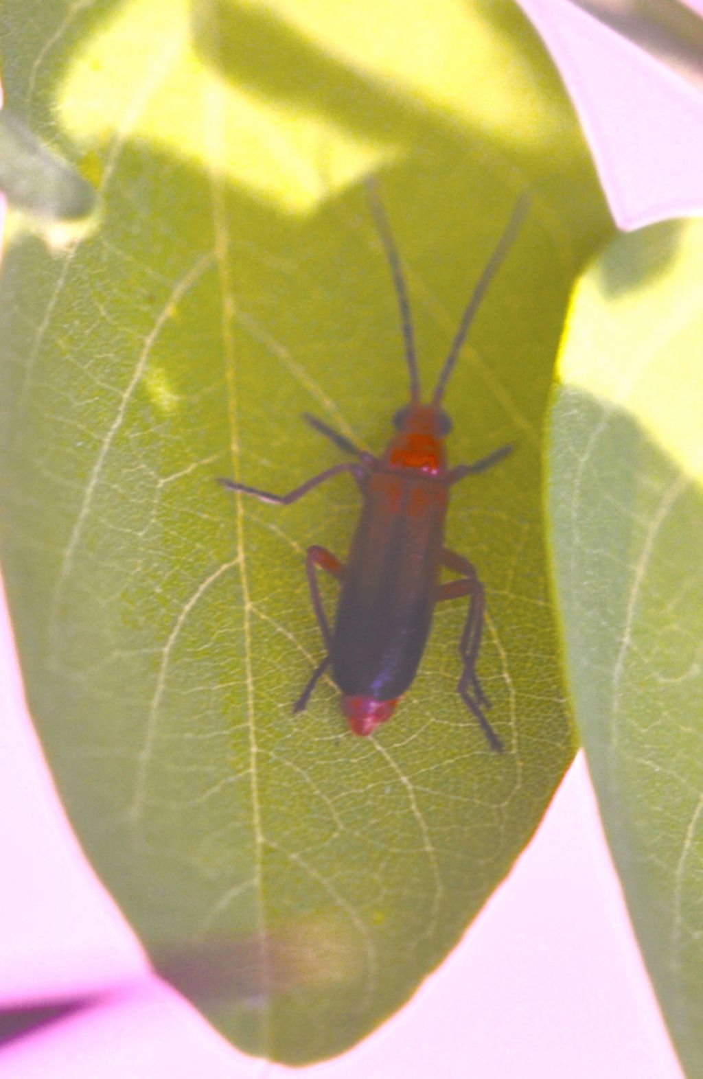 Cantharidae:  Rhagonycha fulva