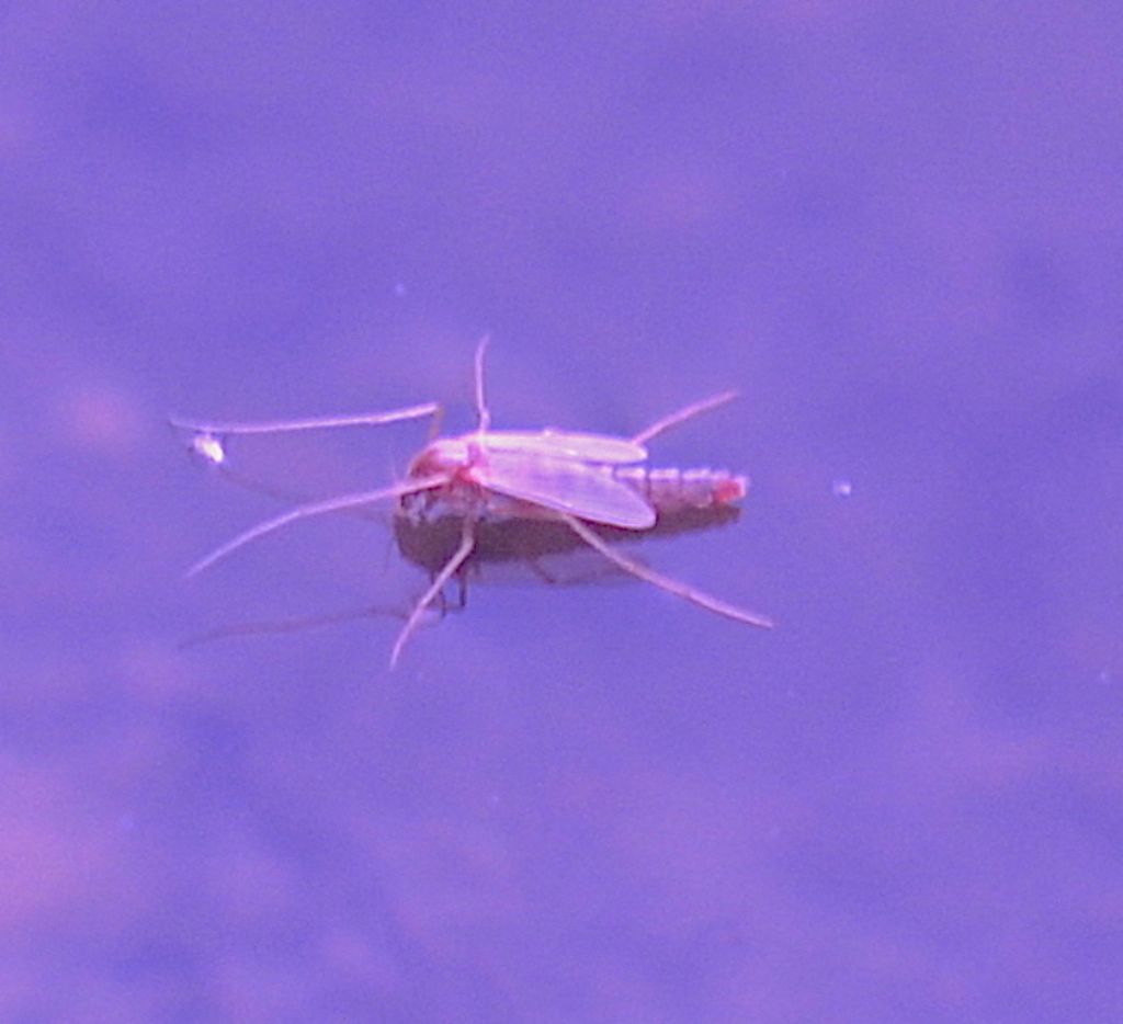 Chironomus sp.