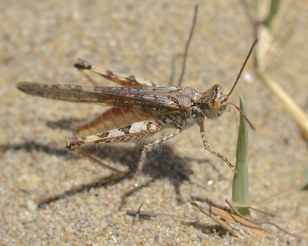 Acrotylus patruelis (Acrididae)