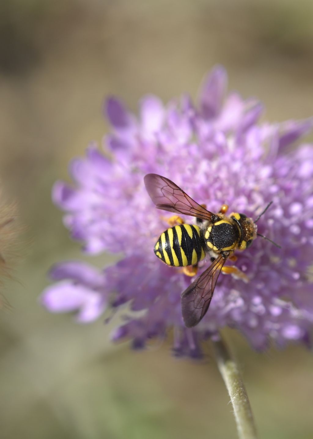 Trachusa interrupta (Apidae Megachilinae)