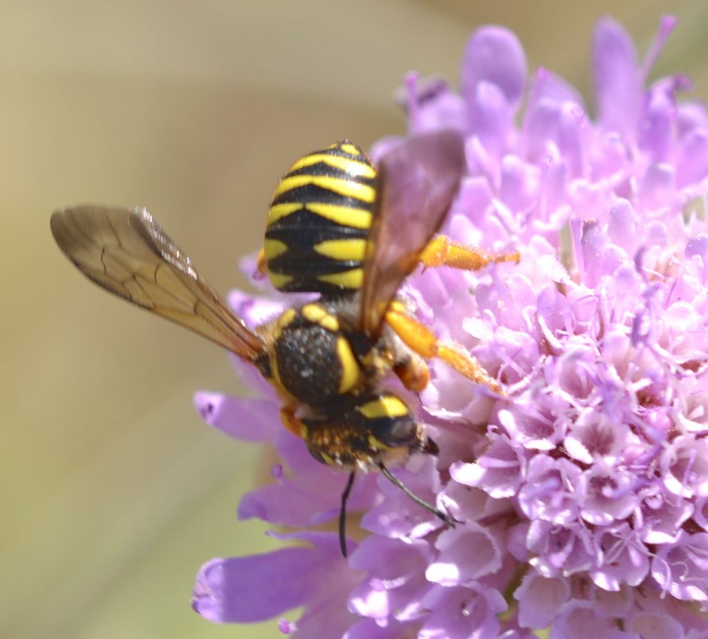 Trachusa interrupta (Apidae Megachilinae)