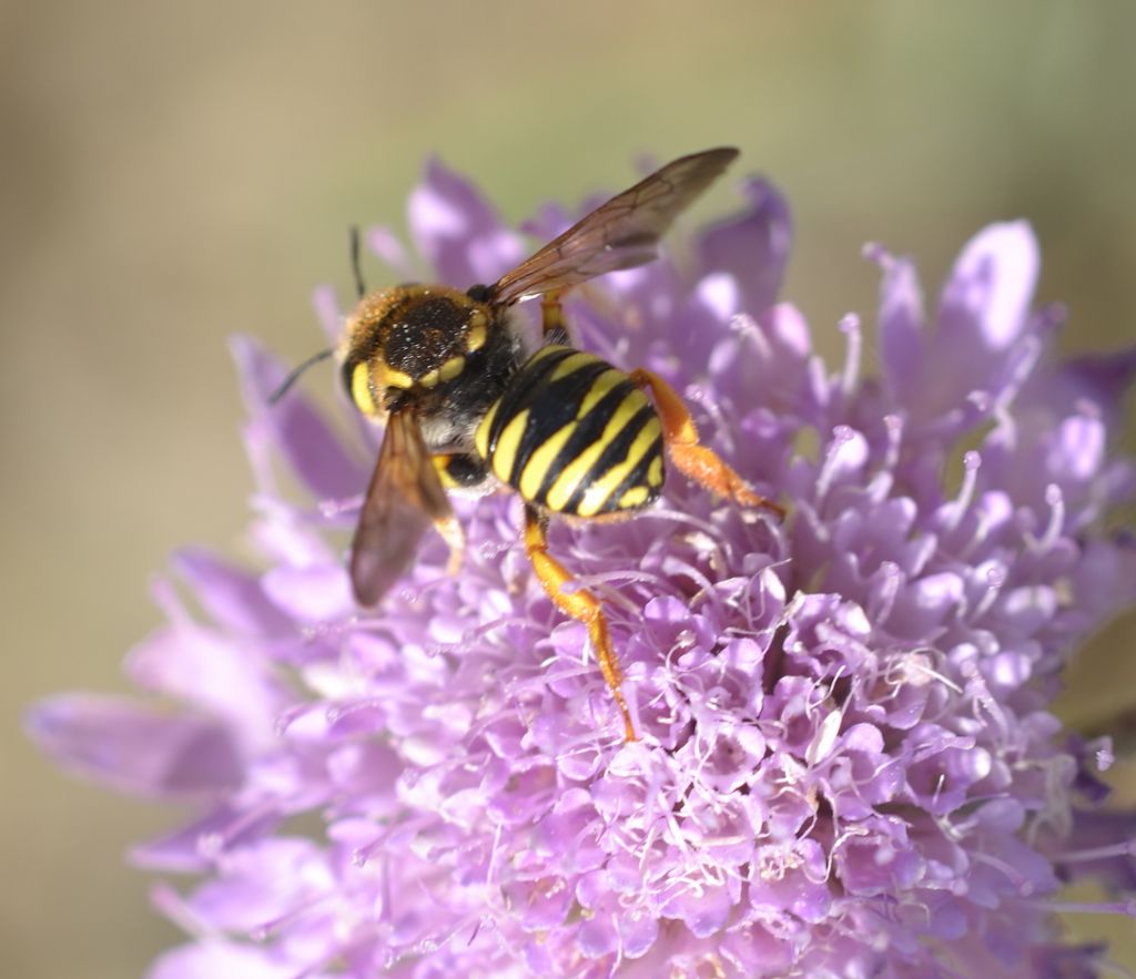 Trachusa interrupta (Apidae Megachilinae)