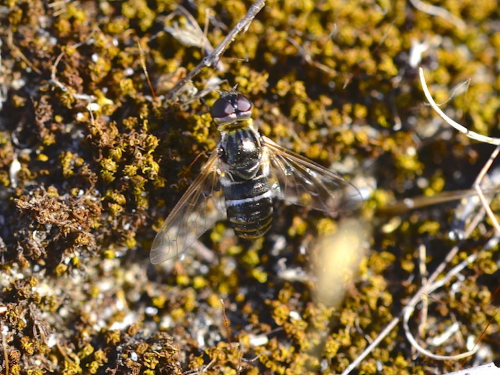 Bombyliidae: Villa lateralis?   No, Micomitra stupida/iris