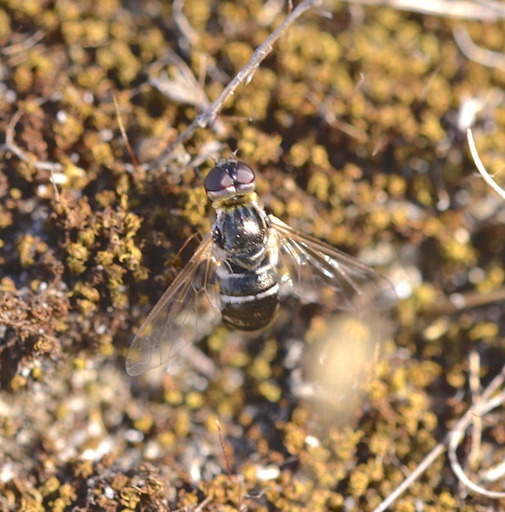 Bombyliidae: Villa lateralis?   No, Micomitra stupida/iris