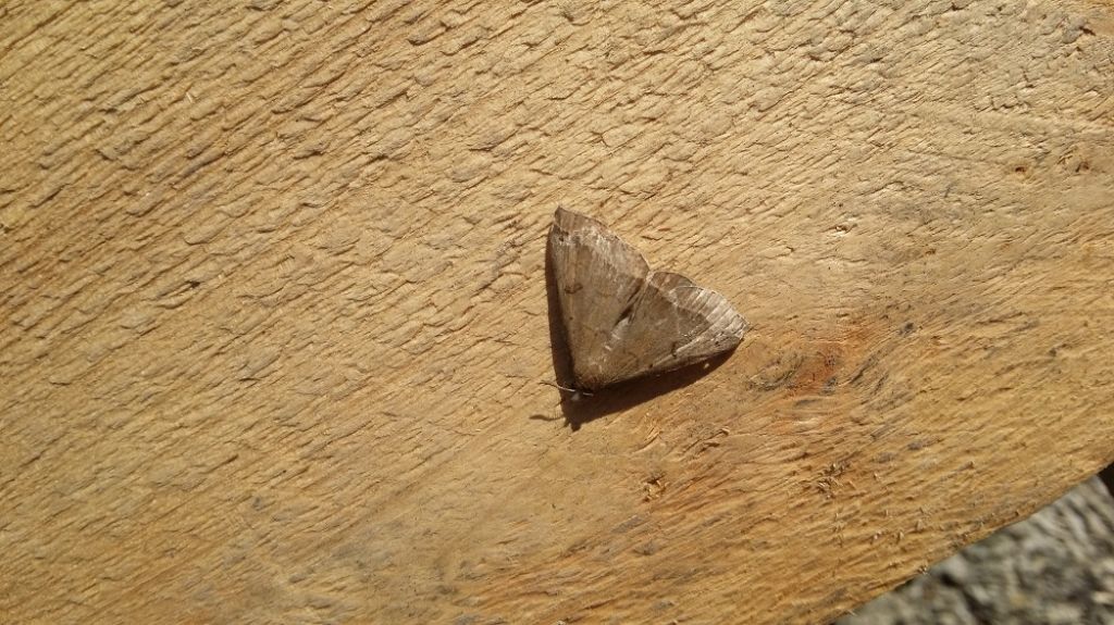 Identificazione - Pechipogo plumigeralis, Erebidae