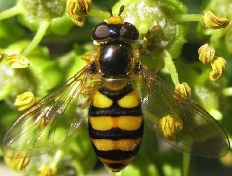 Syrphidae: Eupeodes latifasciatus, femmina