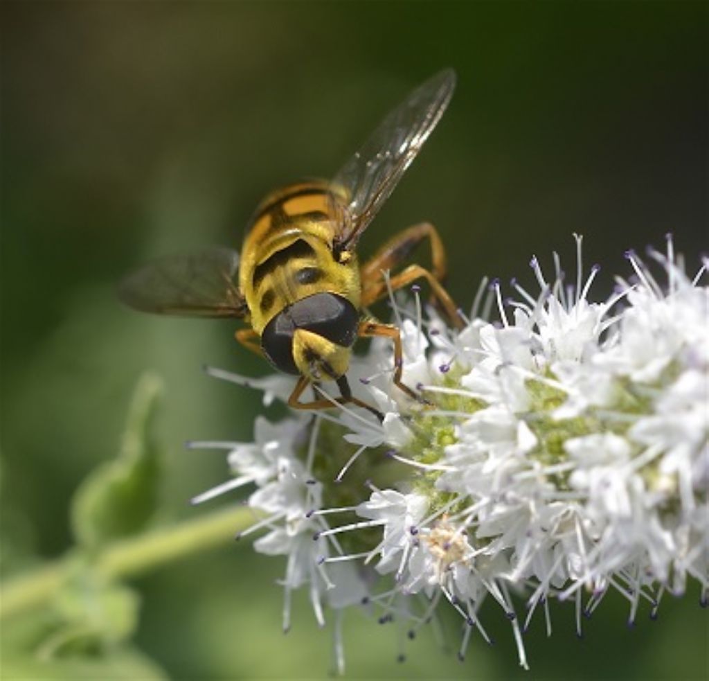 Myathropa florea , maschio.