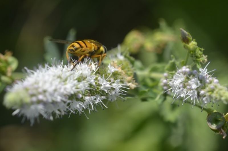 Myathropa florea , maschio.