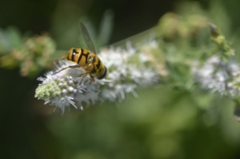 Myathropa florea , maschio.