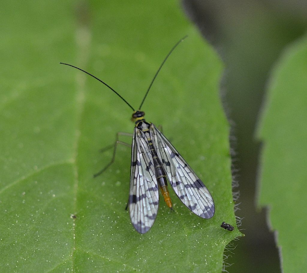 Panorpa vulgaris femmina?  No, Panorpa communis, femmina