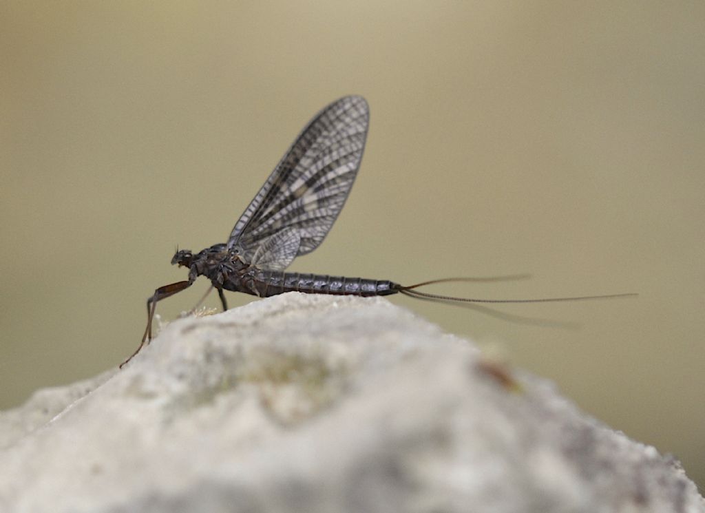 Paraleptophlebia submarginata (Leptophlebiidae),  femmina