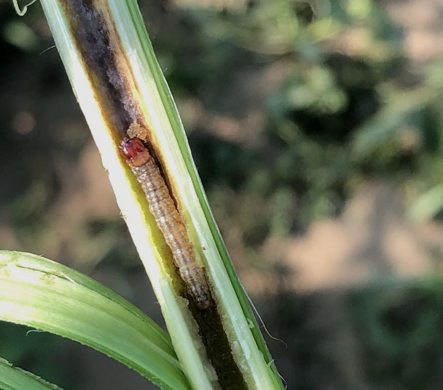 Ostrinia nubilalis?