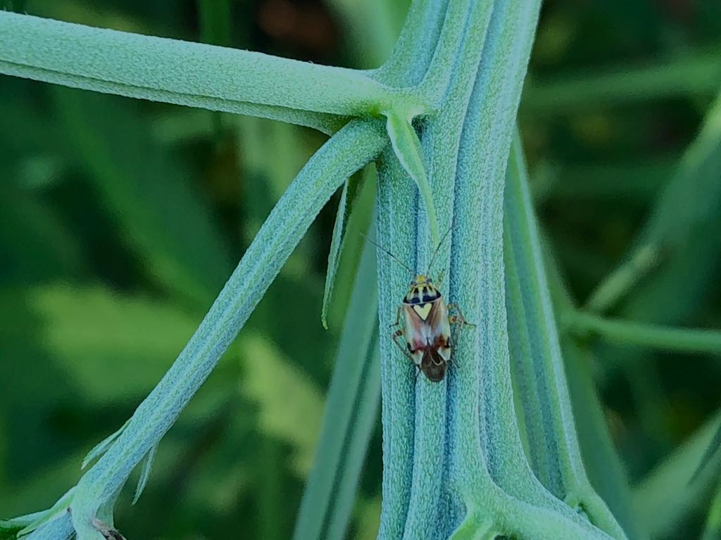 Miridae: Lygus pratensis/gemellatus