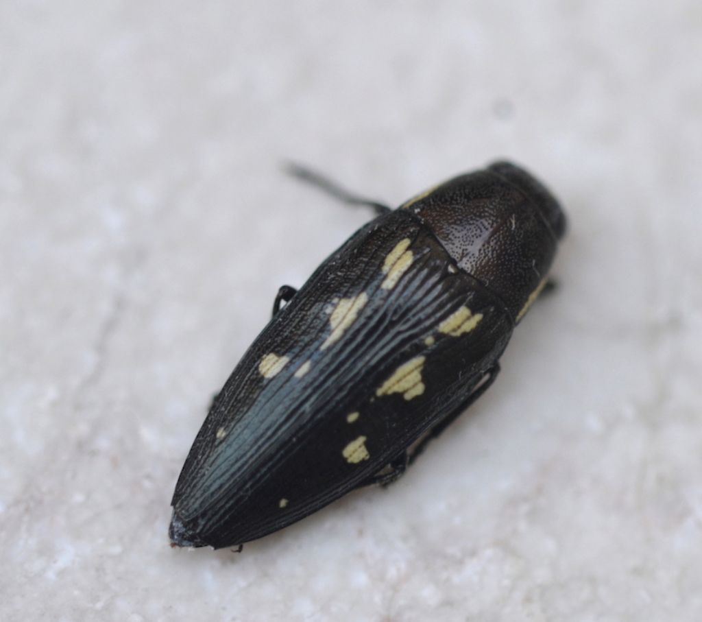 Buprestidae: Buprestis novemmaculata