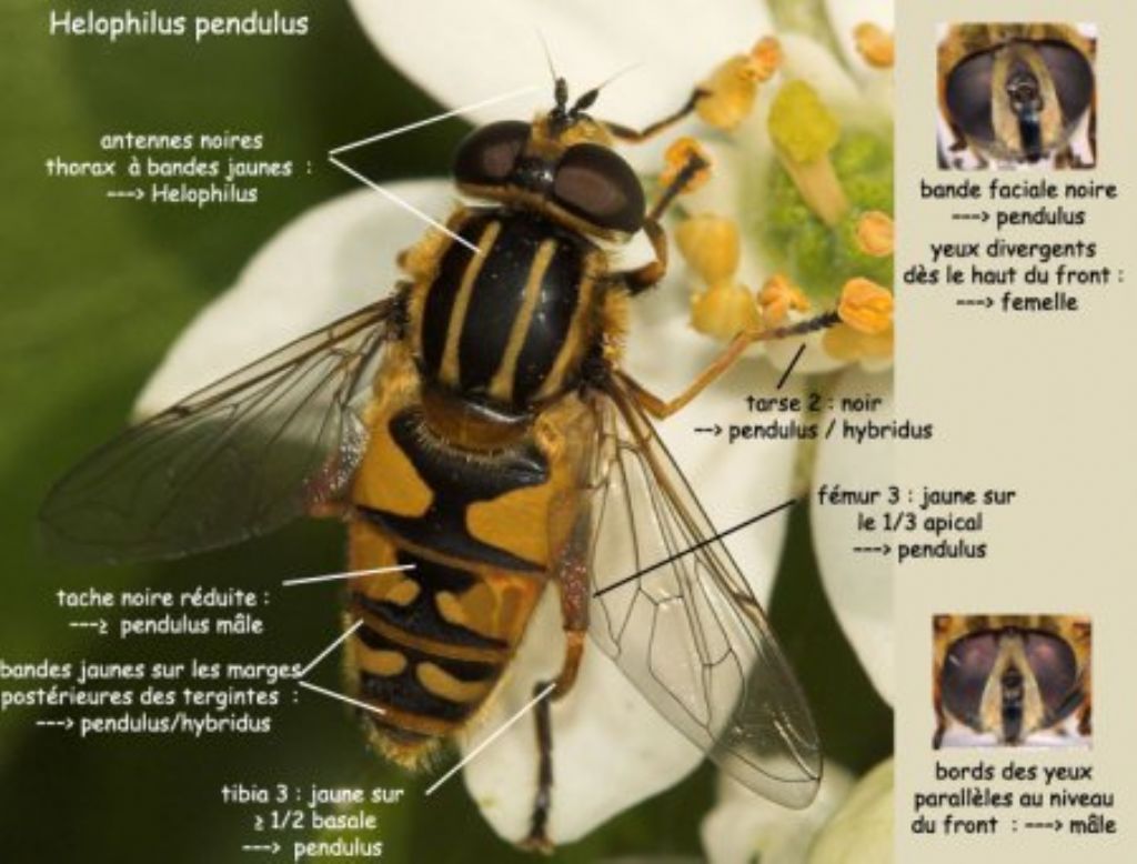 Syrphidae: Heliophilus pendulus