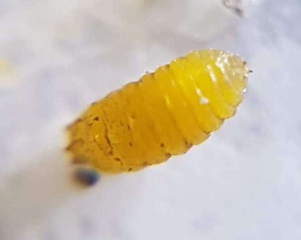 Liriomyza trifolii