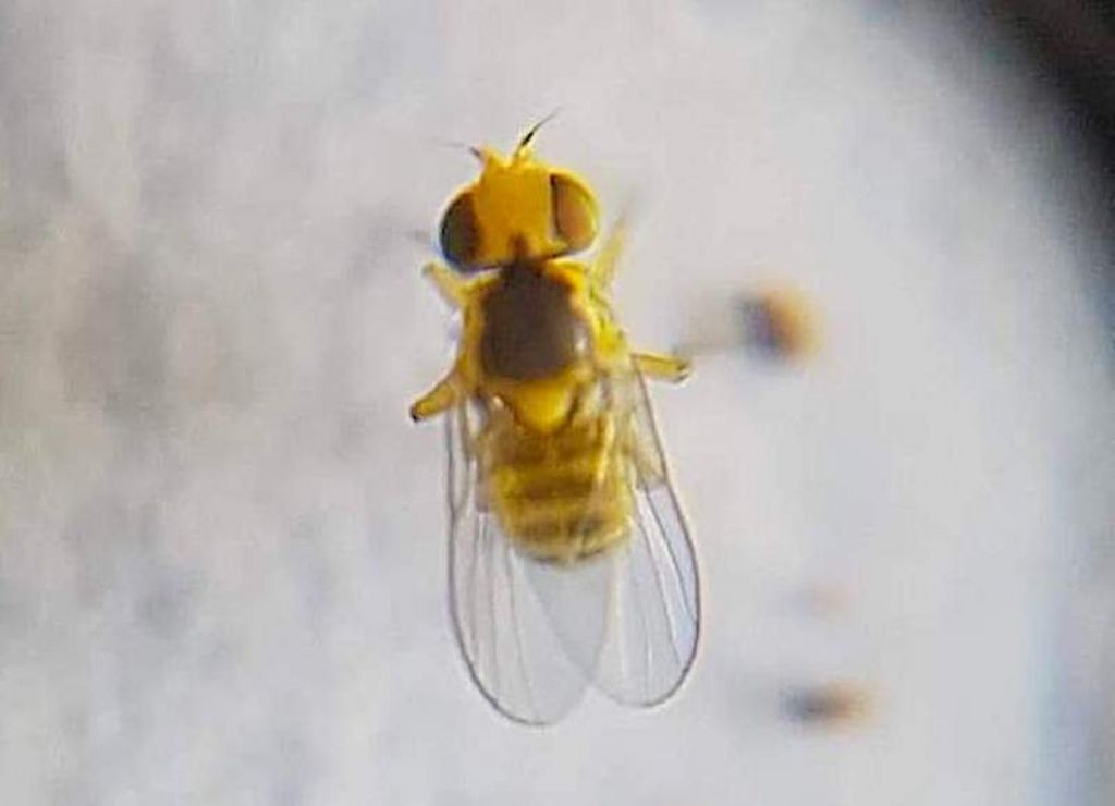 Liriomyza trifolii