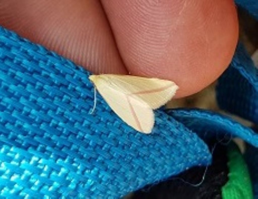 Rhodometra sacraria (Geometridae)