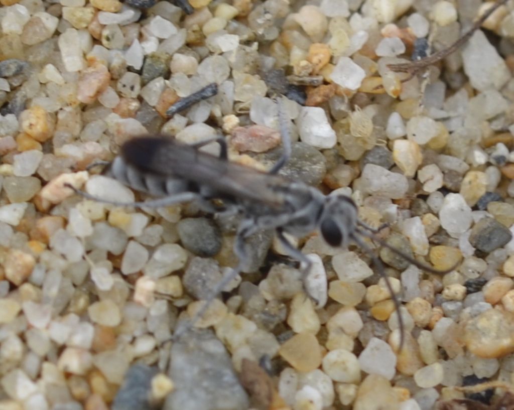 Pompilidae: Pompilus cinereus