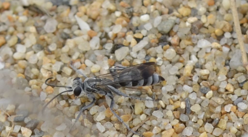 Pompilidae: Pompilus cinereus