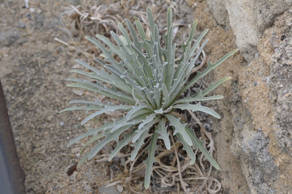 ID -  Matthiola sp.