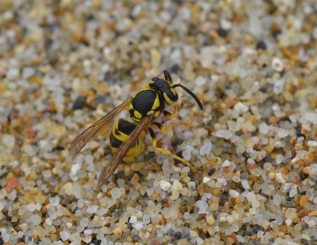 Vespula germanica?  S !