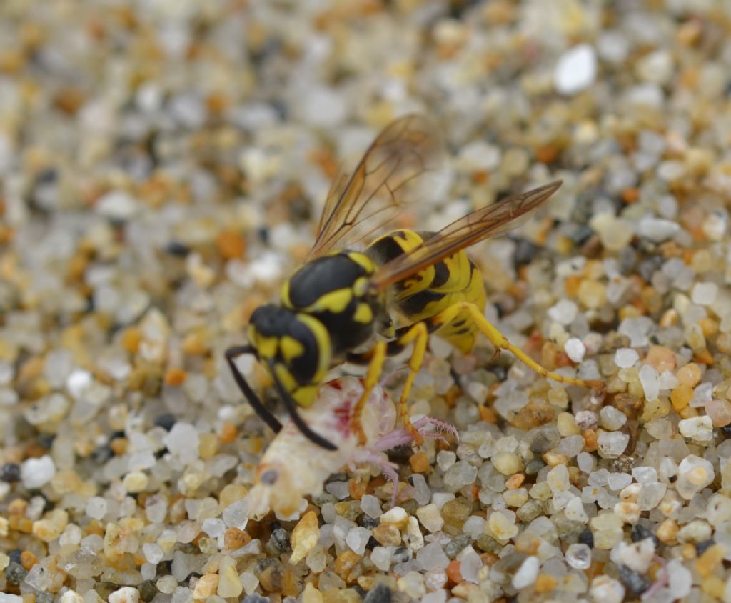 Vespula germanica?  S !