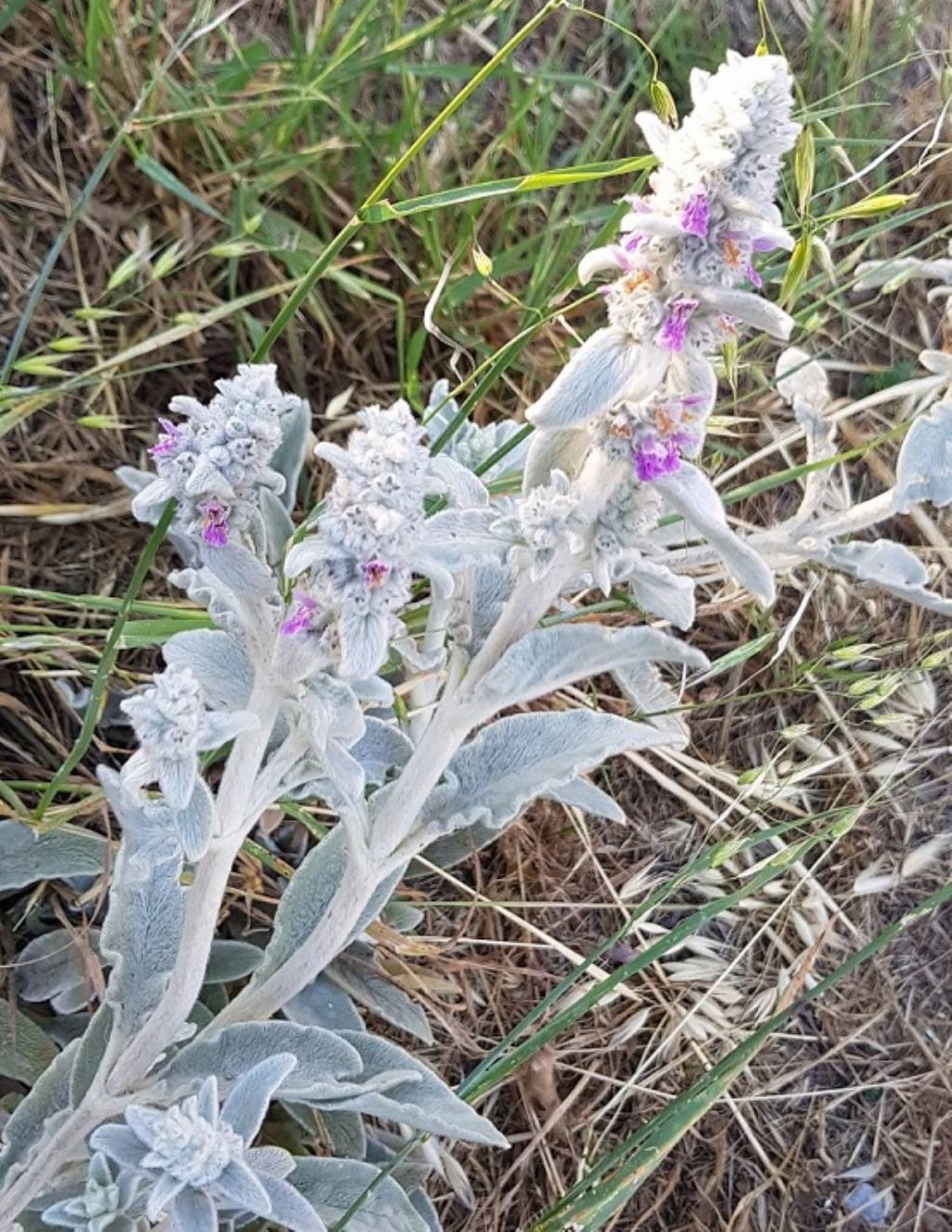 Stachys byzantina (Lamiaceae)