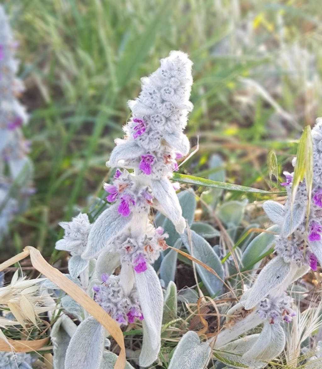 Stachys byzantina (Lamiaceae)