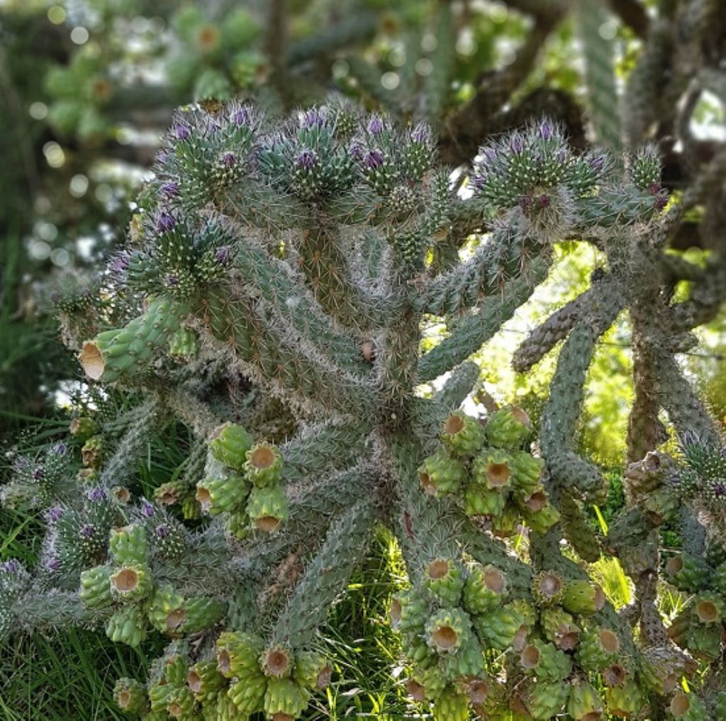Cylindropuntia spinosior (Cactaceae)