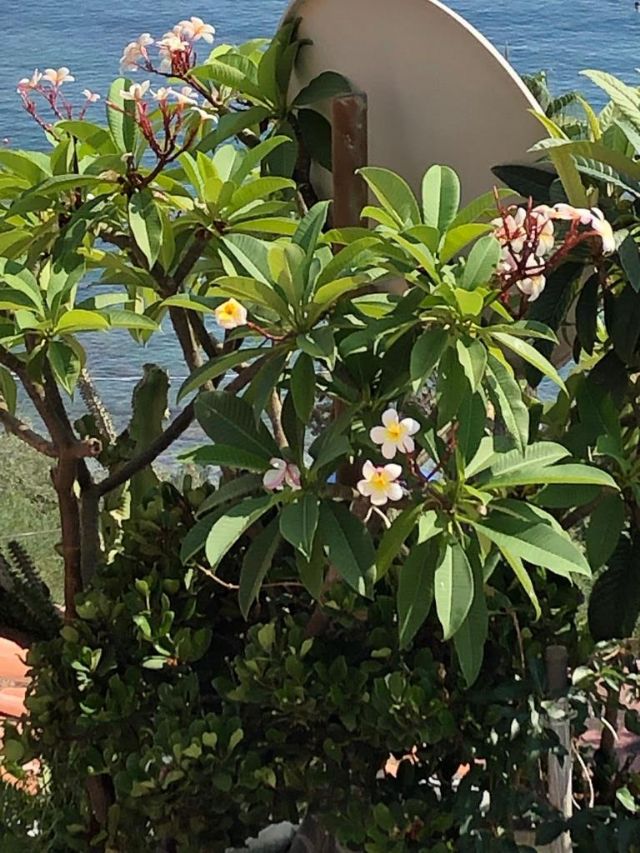 Plumeria rubra (Apocynaceae)