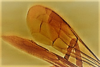 Pompilidae da id