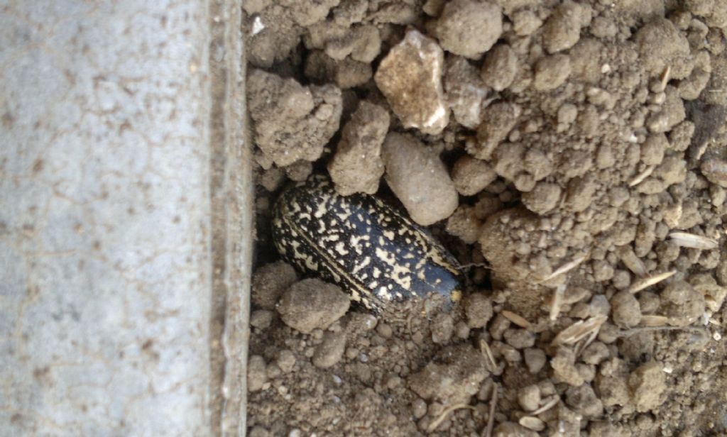 Coleottero?? Polyphylla fullo, femmina