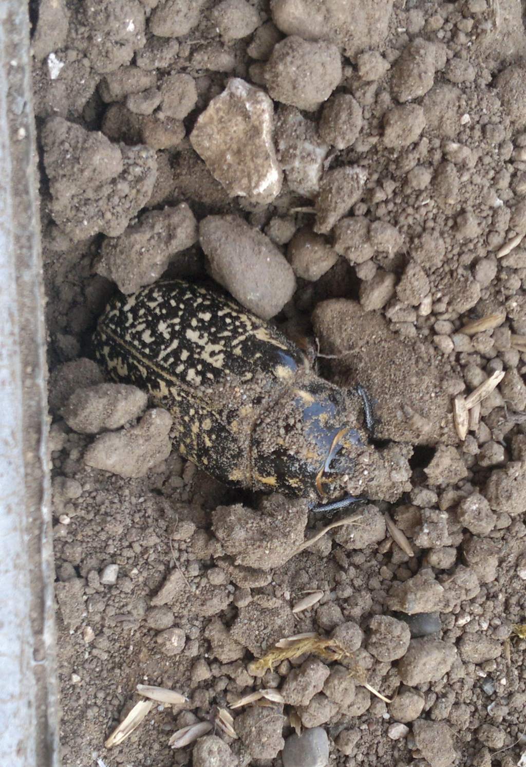 Coleottero?? Polyphylla fullo, femmina