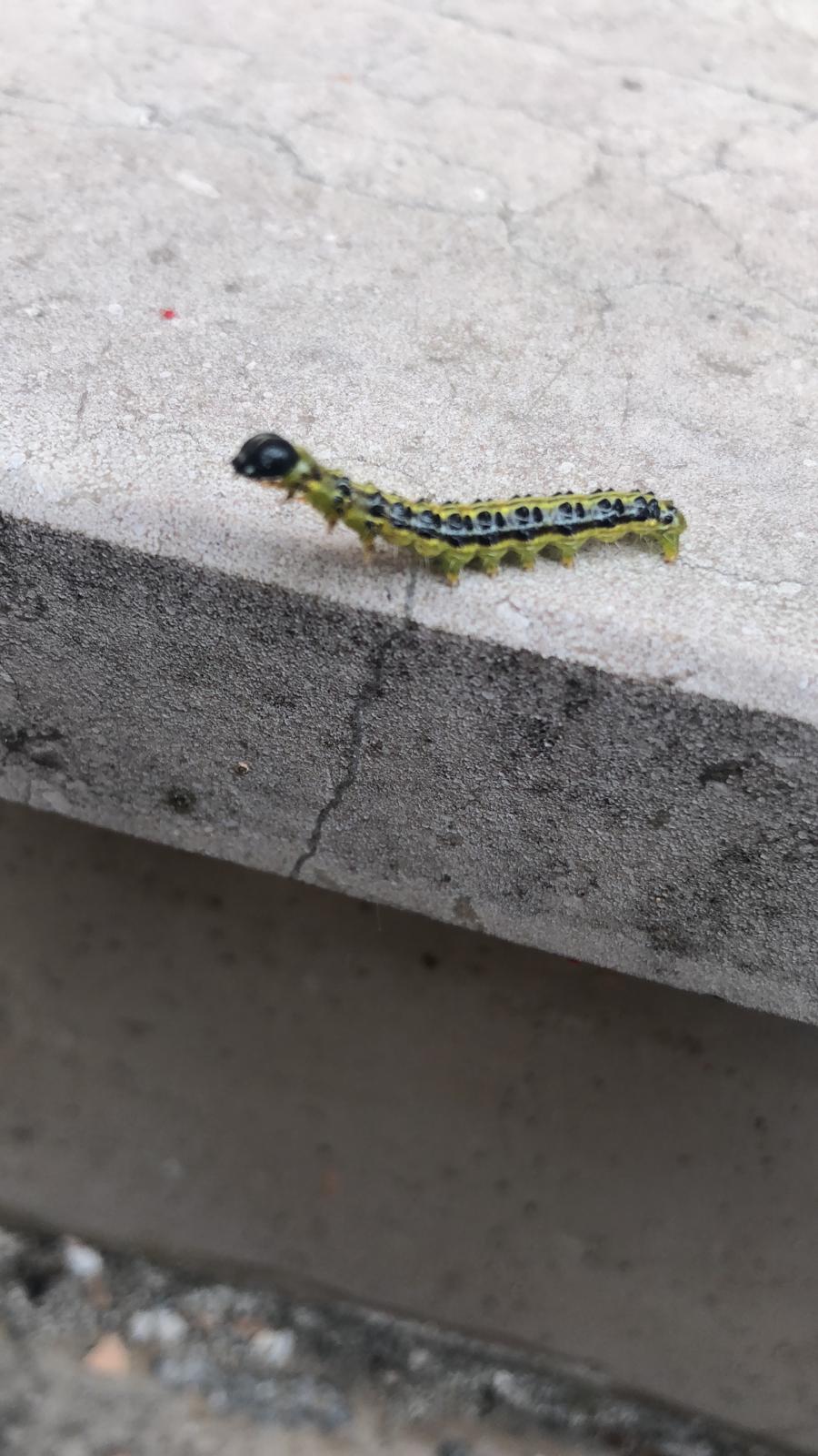 Bruco giallo e nero...di  Cydalima perspectalis (Crambidae)